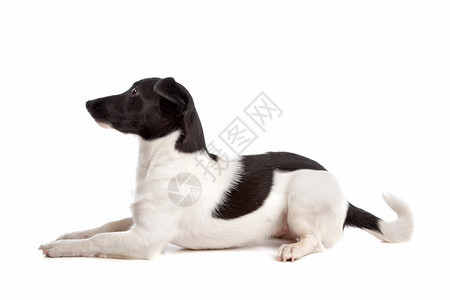 哺乳动物我是杰克罗素梗犬在白色背景前狗图片