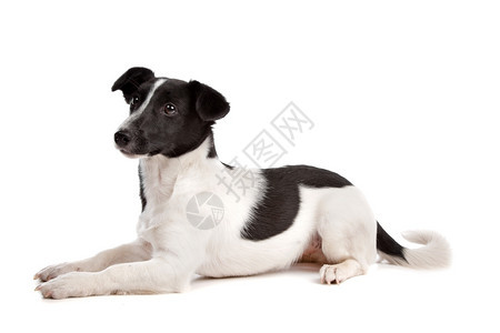 动物杰克罗素梗犬在白色背景前一种哺乳动物图片