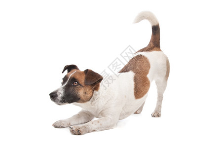 国内的纯种杰克罗素梗犬在白色背景前动物图片