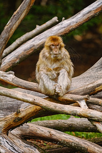 猕猴桃自然户外巴利猕猴MacacaSylvanus在树上巴利猕猴图片