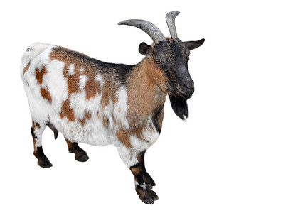 自然喇叭农业全长的山羊完被孤立在白色有趣的和棕褐雌山羊上紧闭农场动物图片