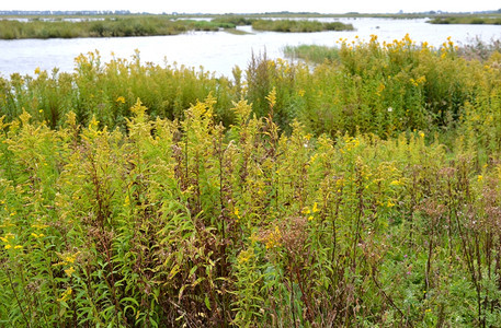 沼泽颓废荷兰蒂恩盖梅滕岛自然屿的景观三角洲图片