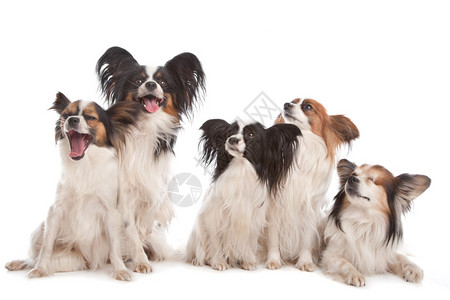 纯种由五只小狗组成的由五只狗成在白色背景面前品种哺乳动物图片