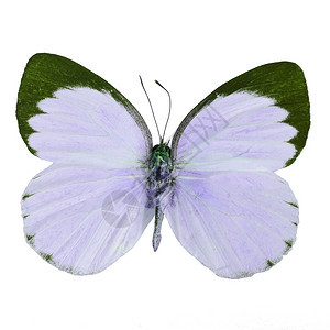 紫蝴蝶Delias蝴蝶DeliasBelisama在花丽色彩描述中孤立在白色背景上的美丽漂亮背景图片