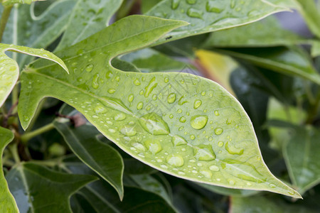 植物群背景为水滴的绿叶了质地图片