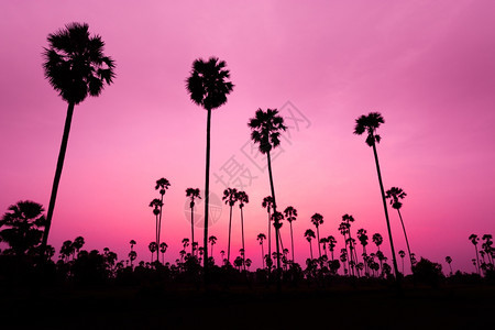 日落时椰子树的月光景观剪影旅行美丽的图片