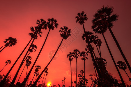 太阳日落时椰子树的月光景观晚上异国情调图片