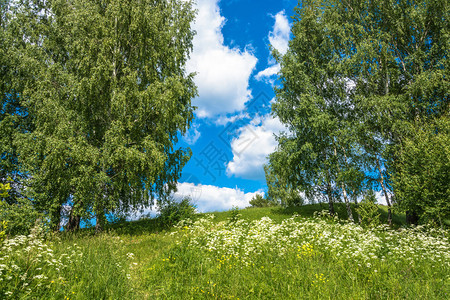 植物美丽的白色夏月风景有白花和绿树枝以及蓝天空和云彩图片