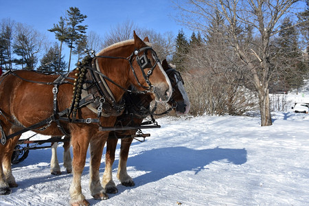 驾驭农场草案冬季配有的手持马匹背景图片