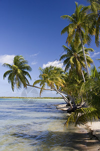 一种礁珊瑚南太平洋库克群岛AitutakiLagoon的一个热带小岛南太平洋图片