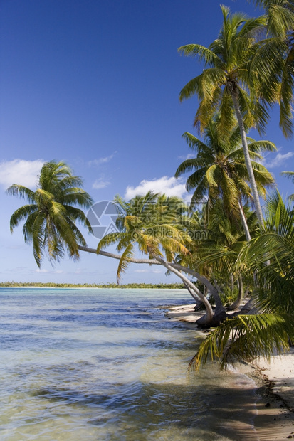 一种礁珊瑚南太平洋库克群岛AitutakiLagoon的一个热带小岛南太平洋图片