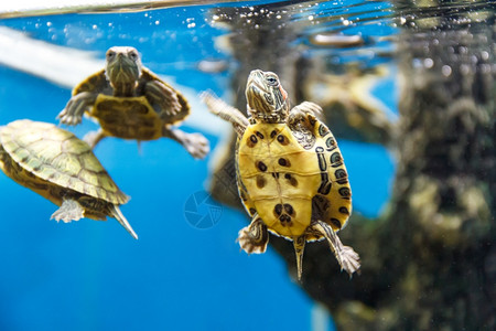 水下野生动物淡几个海龟在族缸里游泳图片