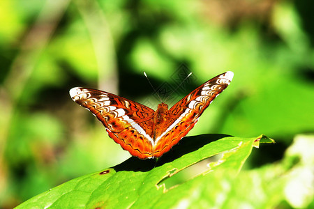 野生动物黄色的Moduzaprocris蝴蝶图片