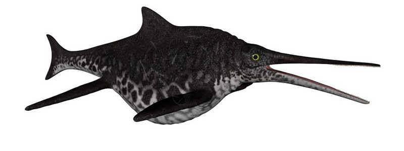 在白色背景中分离的Shonisaurus恐龙鱼3D渲染形象的使成为白色图片