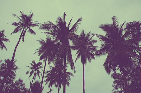 热带沙滩椰子树图片