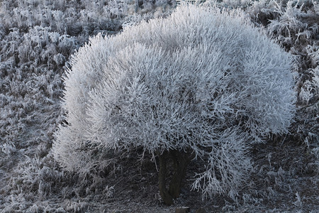 雪霜雾凇十二月图片