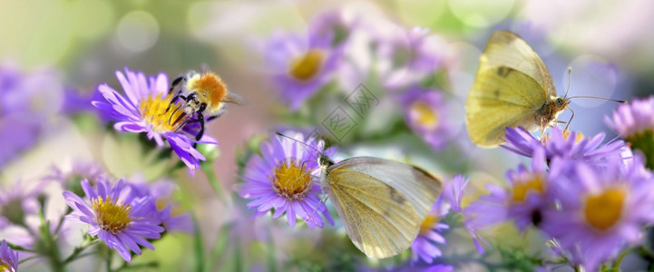 花粉与蝴蝶和蜜蜂一起在花园里收集粉红色的阿斯特花朵野生动物自然图片