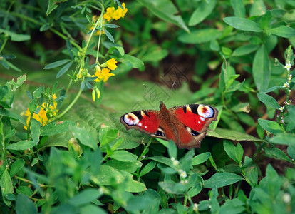 自然红蝴蝶在绿草地上红色的单身图片
