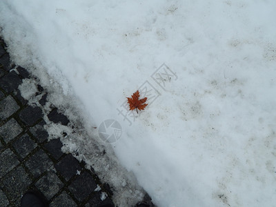 秋天枫叶躺在雪地里自然谎言图片