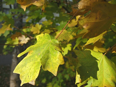 秋树上的叶子图片