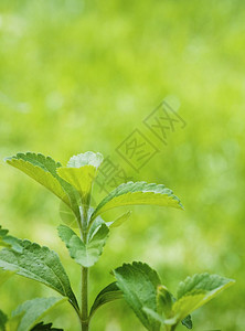 菊科甜叶味剂steviarebaudiana分支在绿色垂直背景上特写有文字空间stevia背景图片