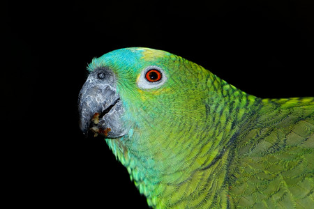 蓝面亚马逊鹦鹉在黑光线上的活动蓝色鸟生图片