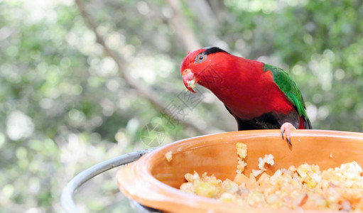 食物喂红鹦鹉坐在种子器上金刚鹦鹉图片