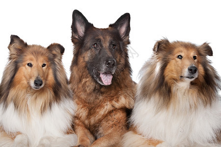 小狗德语两只野和一德国牧羊犬两只野狗和一德国牧羊犬在白色背景面前的德国牧羊人家庭图片