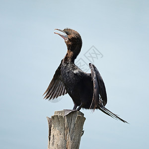 禽类白色的黑鸟小科莫兰特菲拉克罗考斯尼格尔站在日志上鸬鹚背景图片