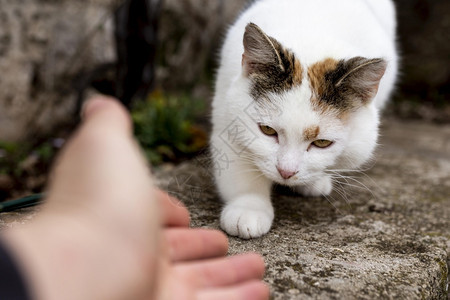 尝试触摸流浪猫图片