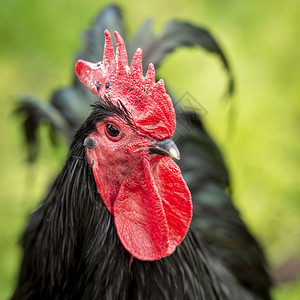 一个健康的黑公鸡美丽肖像绿地里有红梳农场动物可爱的图片