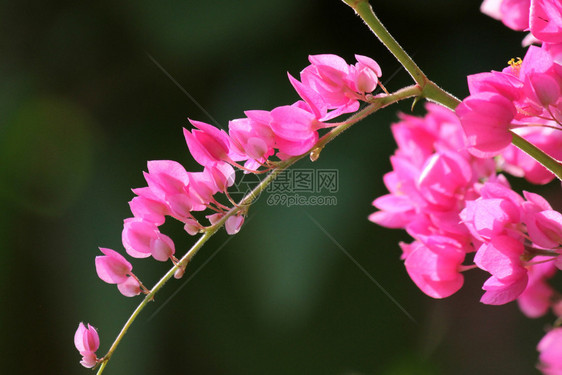 生长多边锥形或珊瑚藤美丽的粉色墨西哥爬花行者珠宝图片