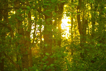 光束最后的树林中低日光下志图片