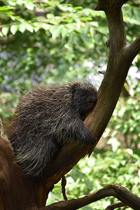 睡觉正在休息的豪猪爬在树枝上一种小动物图片