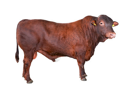 牛肉出去大棕色公牛隔离在白背景全长公牛关闭农场动物肉牛隔离在白色背景全长大棕公牛背景图片