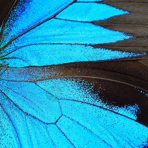 蛾蓝蝴蝶翅膀自然图案纹理背景夏天丰富多彩的图片