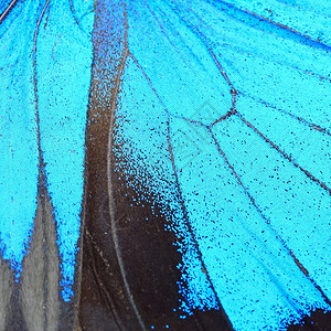 动物美丽蓝色的蝴蝶翅膀自然图案纹理背景图片