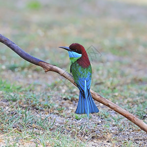 亚洲人热带蓝胸蜂食蜜梅罗普斯维里迪泰国鸟观图片