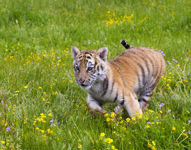 可爱的老虎幼兽图片