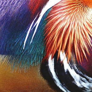 美丽的普通话鸭羽毛纹理抽象背景阮詹男艾克斯图片