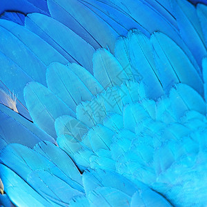 可爱的鸟羽毛蓝和金麦考羽毛纹理背景摘要宠物热带图片