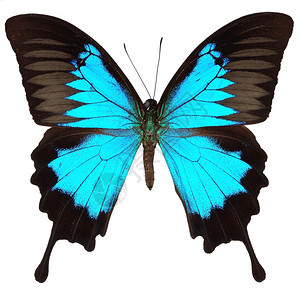 美丽的蓝蝴蝶在白色背景上被孤立昆虫蓝色的翅膀图片