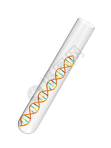 管子一种在白色背景隔离的试验管中脱氧核糖酸染色体图片