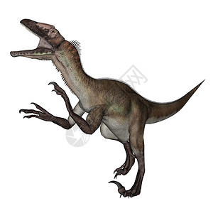白垩纪威拉托恐龙在白色背景下咆哮三维转化白色的动物图片