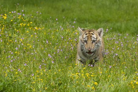 草丛里的小老虎图片