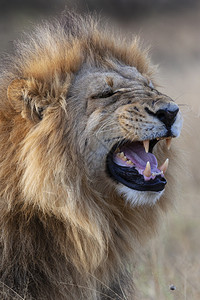 在非洲博茨瓦纳萨武提地区的红豹莱奥PantheraLeo苹果浏览器猎人黑豹图片