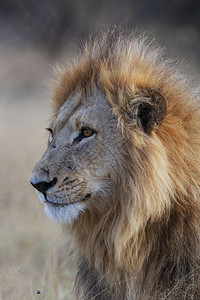 荒野牙齿在非洲博茨瓦纳萨武提地区的红豹莱奥PantheraLeo一种图片