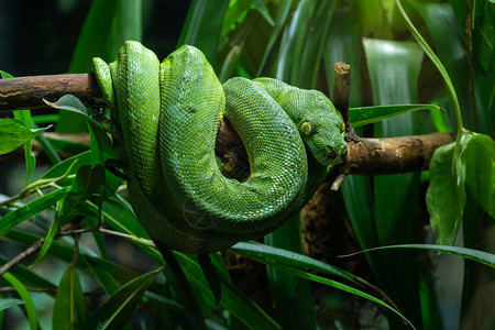 蛇动物群绿树蟒Moreliaviridis物种图片