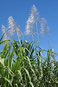 乡村的厚朴农场甘蔗种植园瓜德罗普岛加勒比海图片