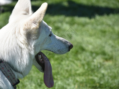 一只白色德国牧羊犬的美丽形象狗摄影白牧羊犬动物摄影图片
